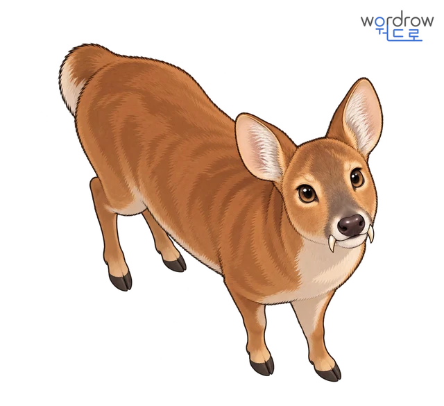 고라니 뜻그림