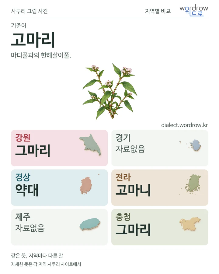 고마리의 여섯 지역 사투리 비교