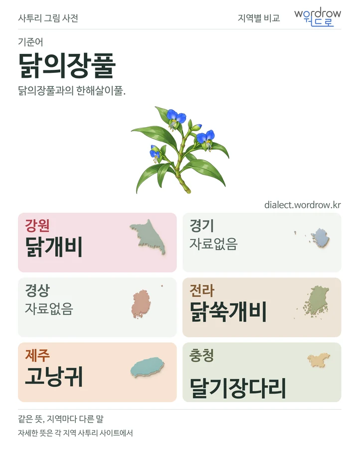 닭의장풀의 여섯 지역 사투리 비교