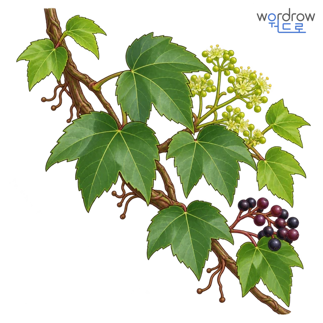 담쟁이넝쿨 뜻그림