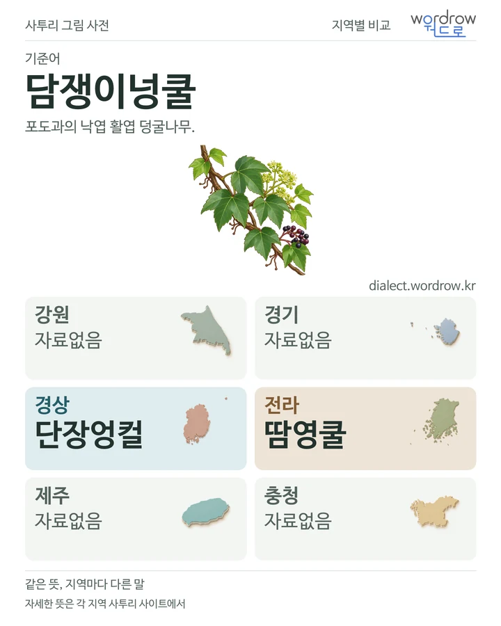 담쟁이넝쿨의 여섯 지역 사투리 비교