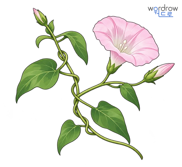 메꽃 뜻그림