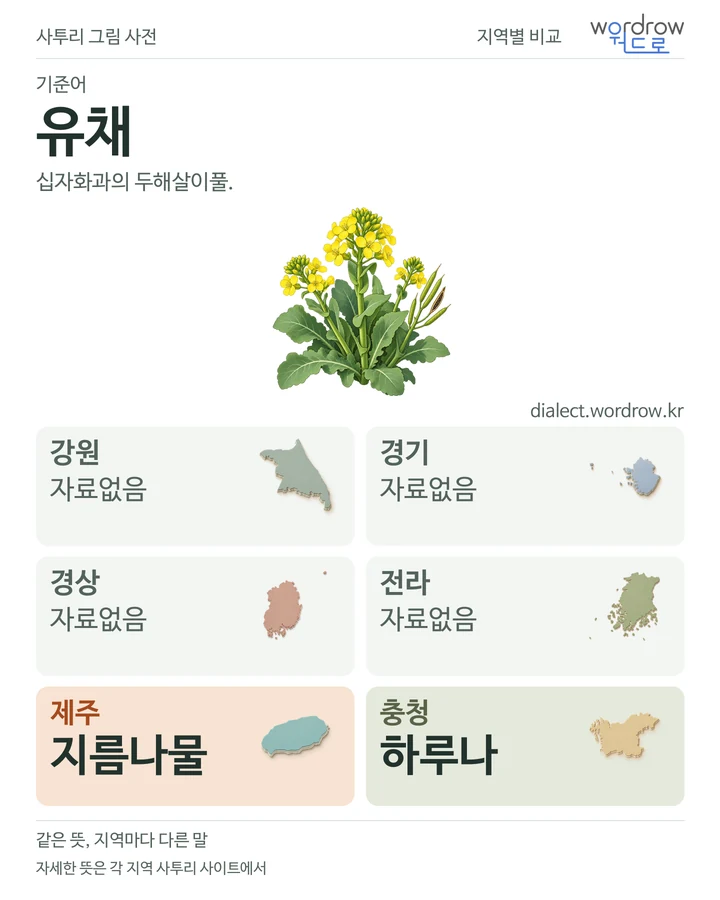 유채의 여섯 지역 사투리 비교