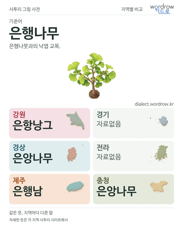 은행나무의 여섯 지역 사투리 비교